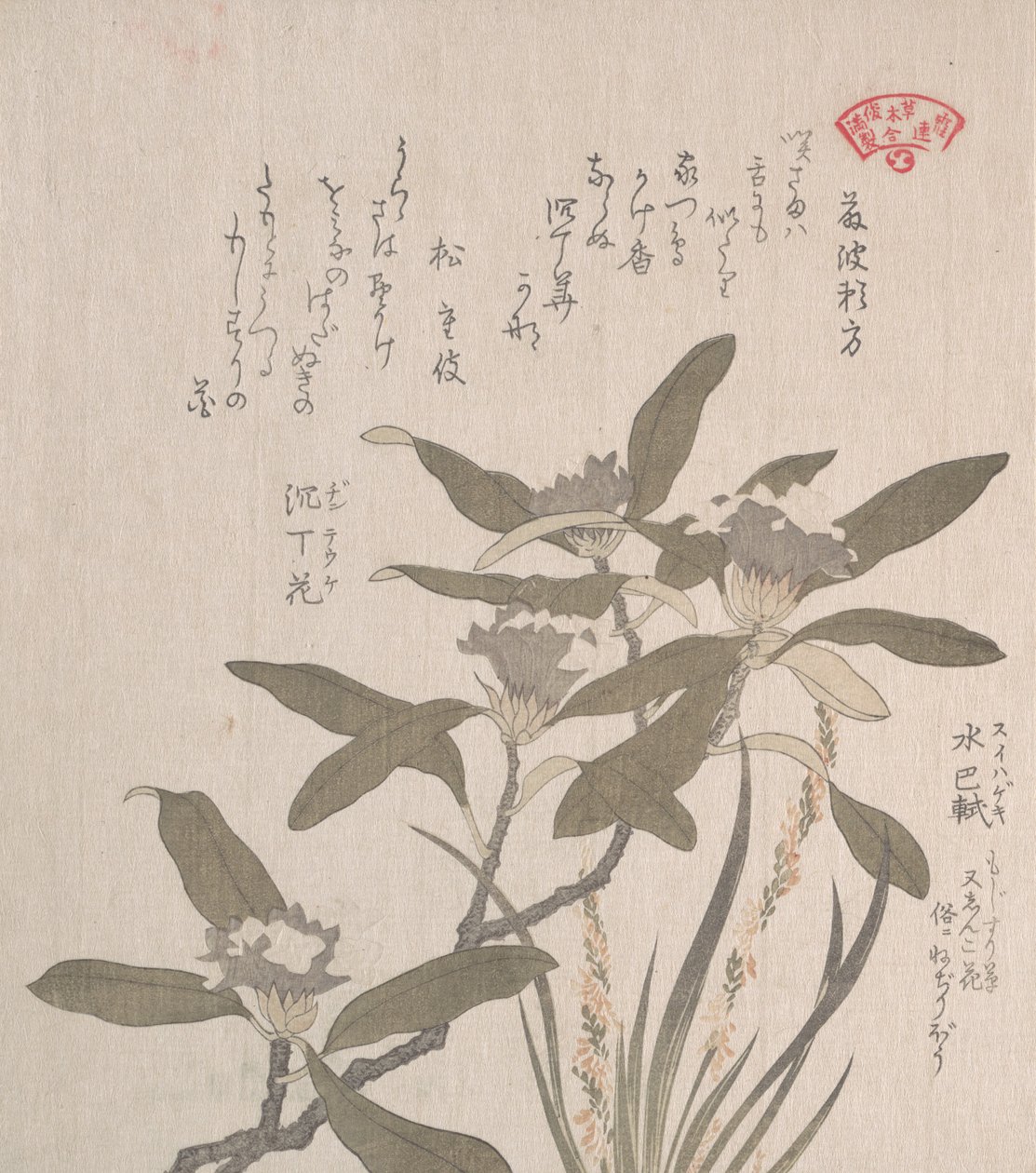 Daphne odora e Mojisuri-so, século XIX. de Kubo Shunman