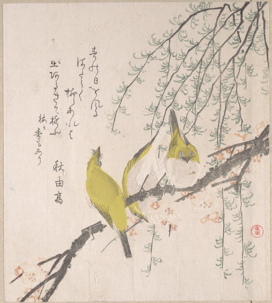 Olhos-brancos japoneses com ameixeira e salgueiro, do Álbum de Surimono «Chuva de Primavera» (Harusame surimono-jō, vol. 3) de Kubo Shunman