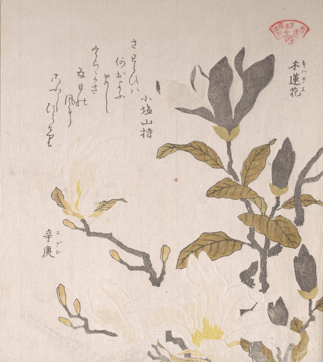 Flores de Magnólia, século XIX. de Kubo Shunman