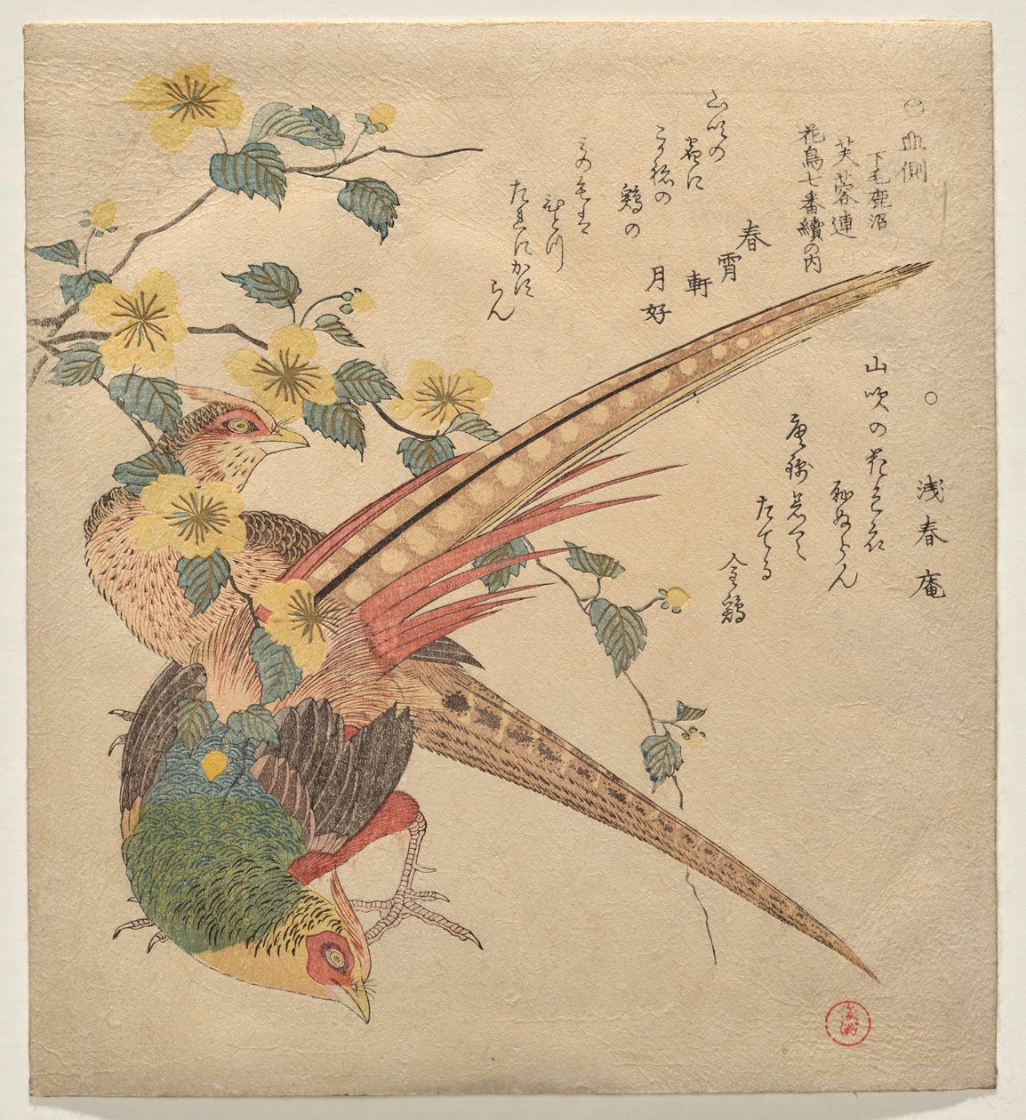 Par de faisões chineses e um ramo de flores yamabuki de Kubo Shunman