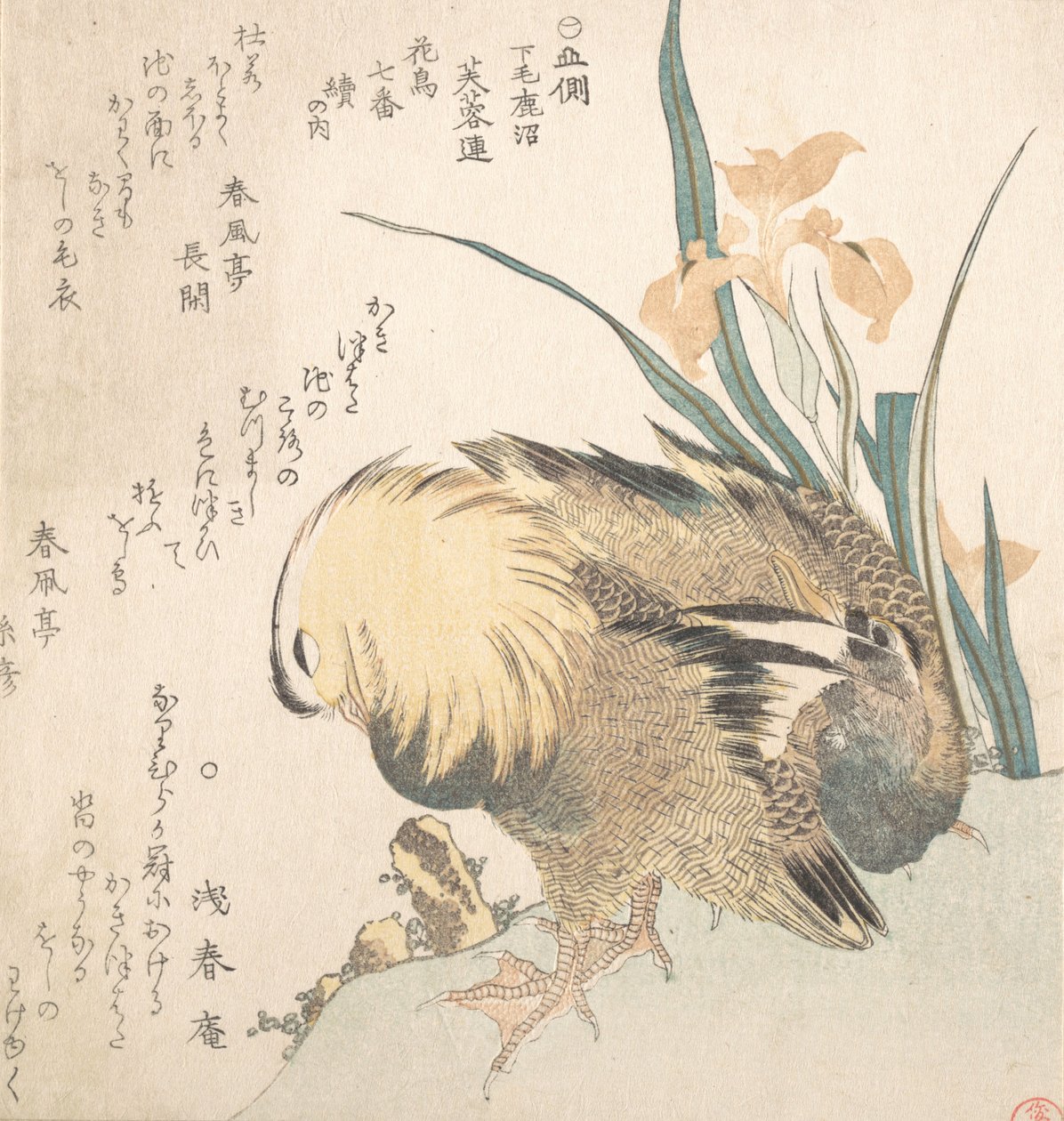 Par de Patos Mandarins e Flores de Íris, finais do século XVIII - início do século XIX. de Kubo Shunman