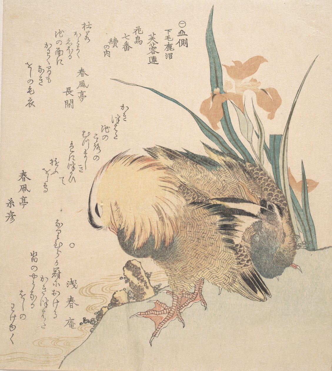 Par de patos mandarim e flores de íris, final do século 18 e início do século 19. de Kubo Shunman
