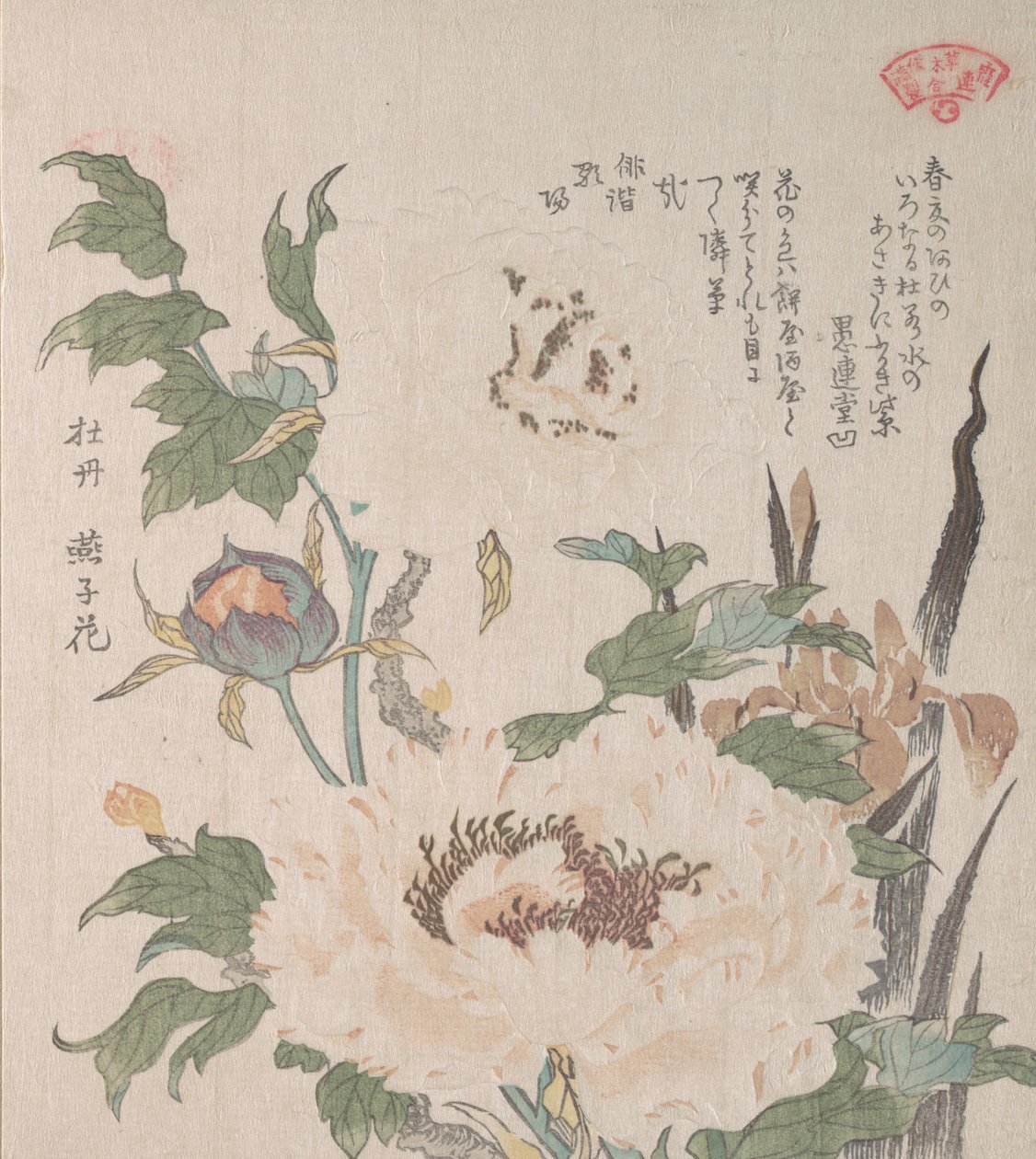 Peonies e Iris, século XIX. de Kubo Shunman