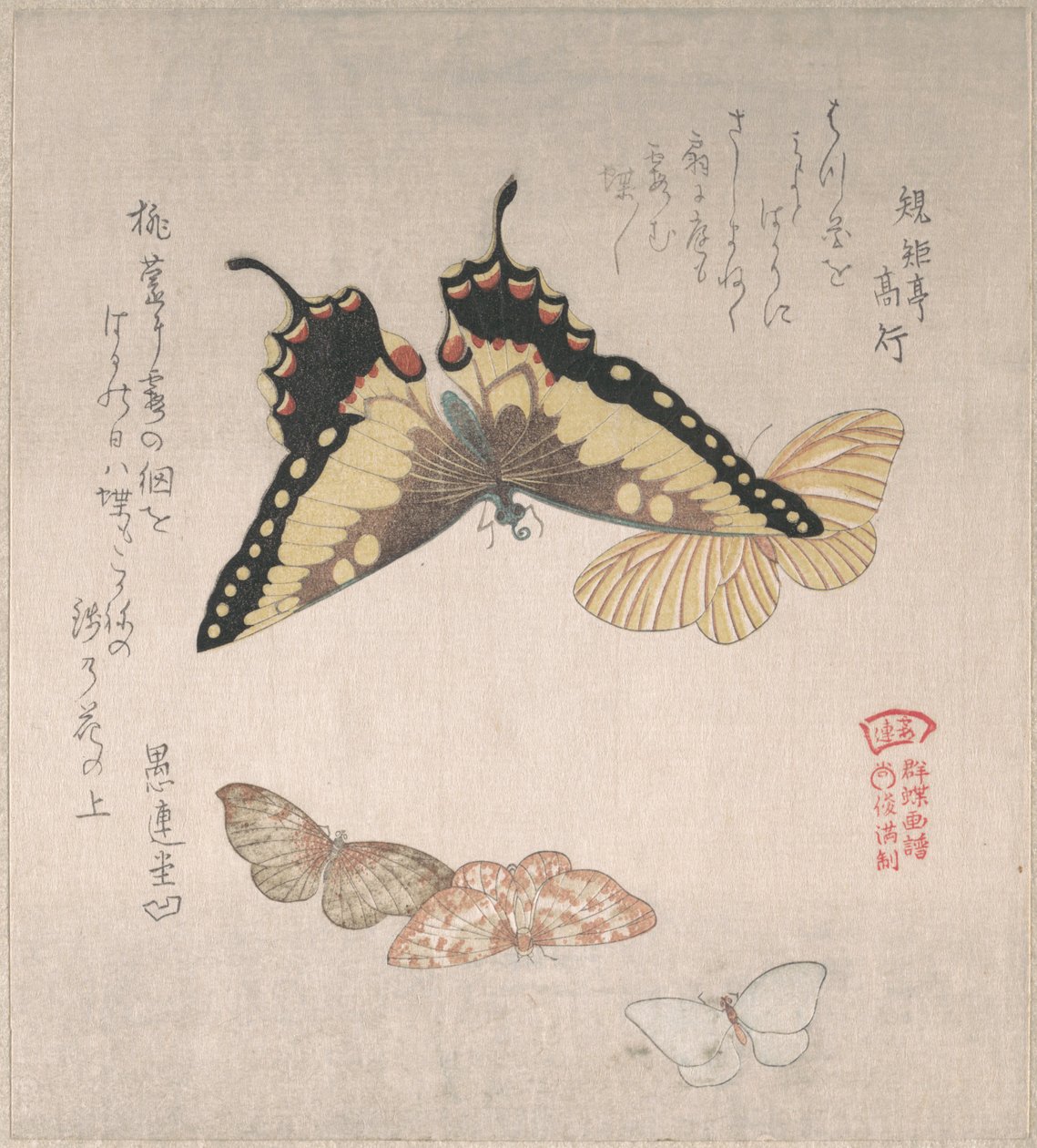 Várias mariposas e borboletas de Kubo Shunman