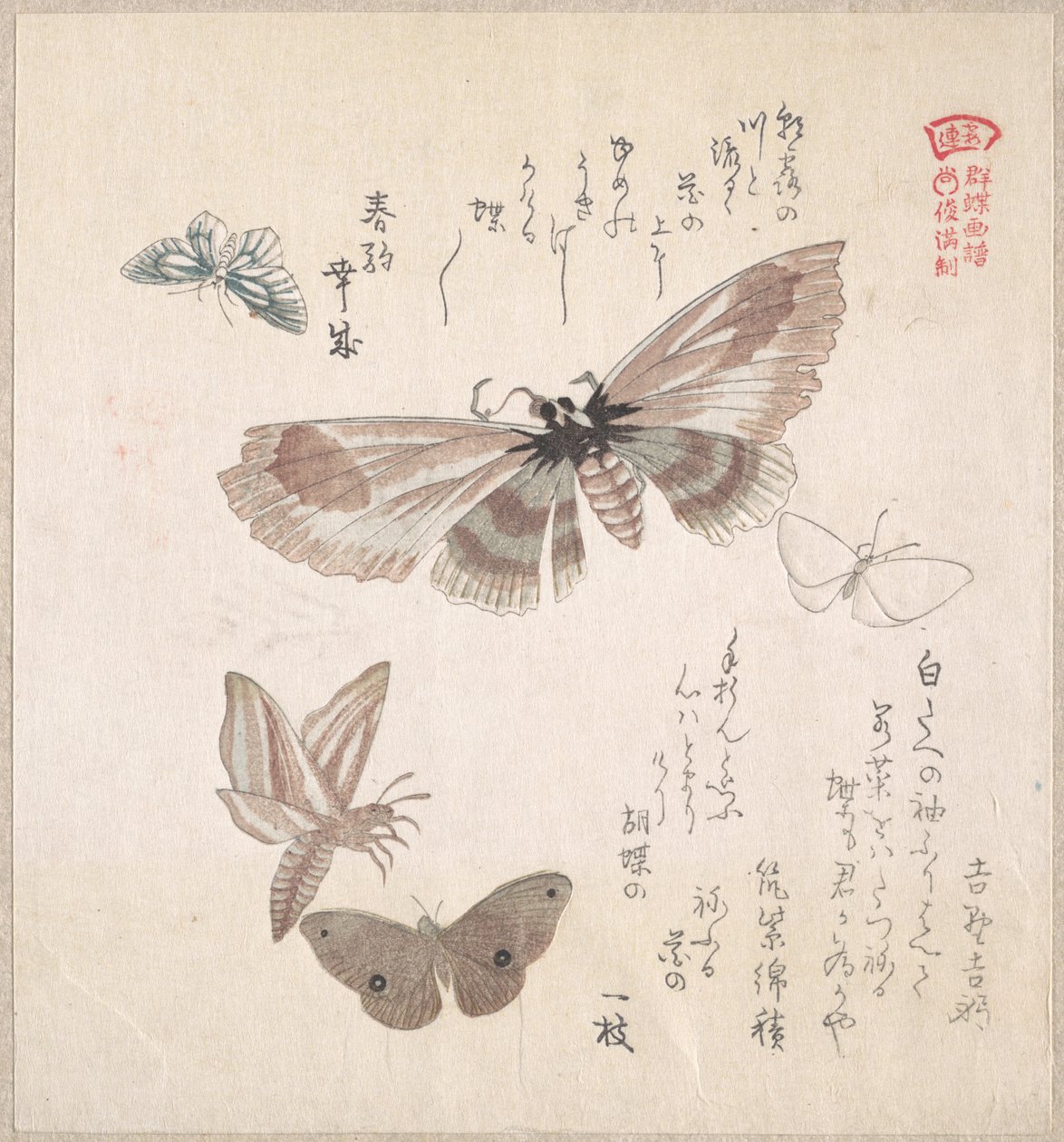 Diversas traças e borboletas de Kubo Shunman