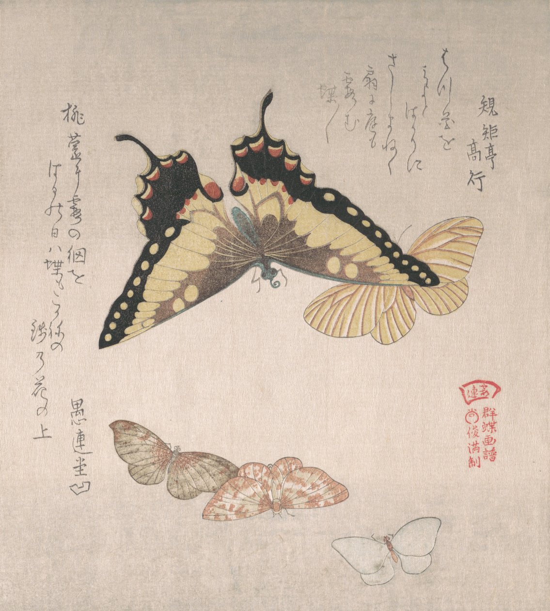 Várias mariposas e borboletas, século XIX. de Kubo Shunman