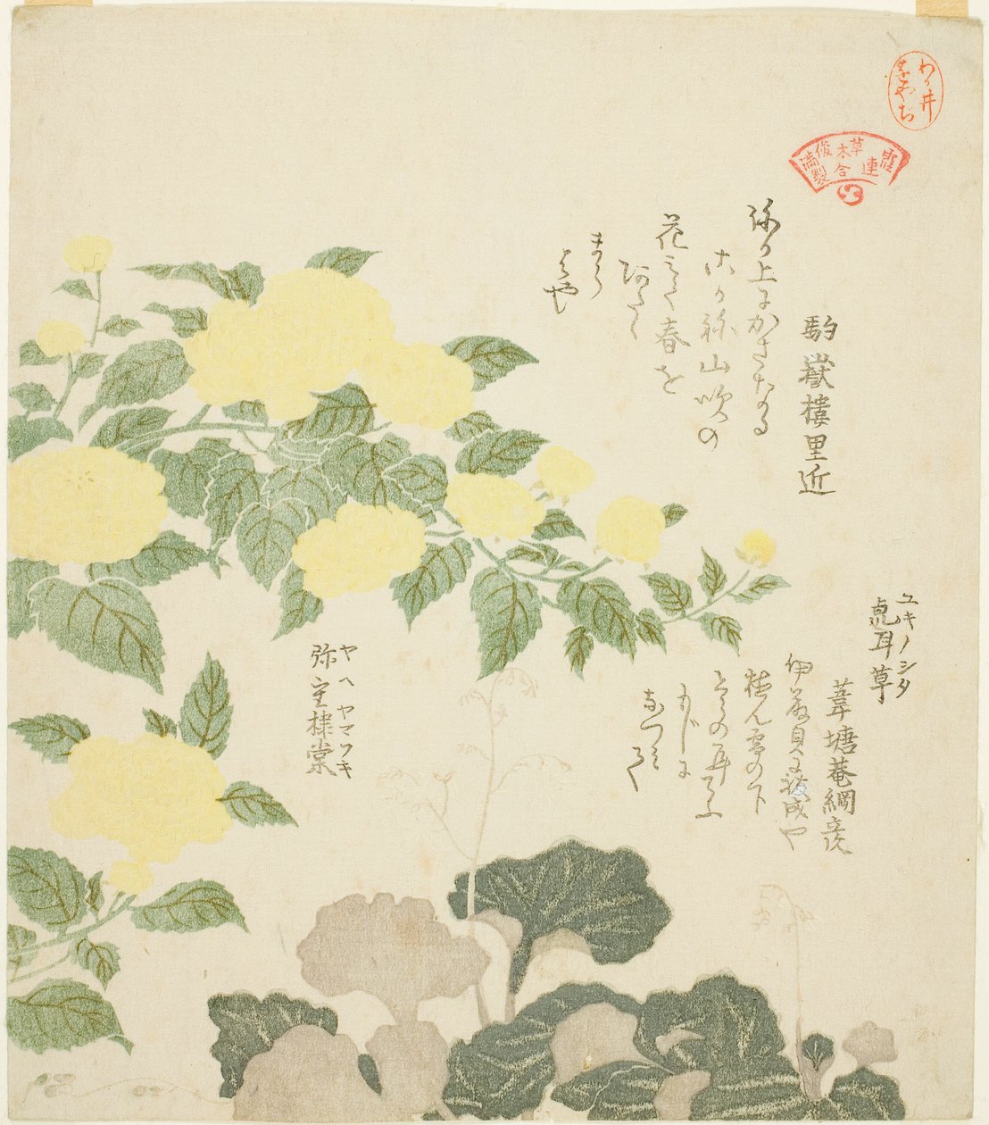 Rosas Amarelas (Yae yamabuki) e Saxifrages Rastejantes (Yukinoshita), da série "Coleção de Plantas para o Círculo de Poesia Kasumi (Kasumi-ren somoku awase)" de Kubo Shunman