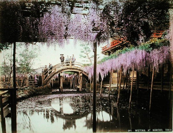 Wisteria em Kameido, Tóquio (impressão de álbuns coloridos à mão em cartão) de Kusakabe (attr. to) Kimbei