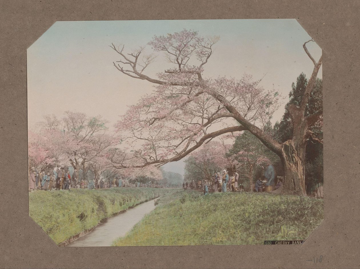Pessoas e flores de cerejeira em ambos os lados de um riacho em Koganei, Tóquio, Japão de Kusakabe Kimbei