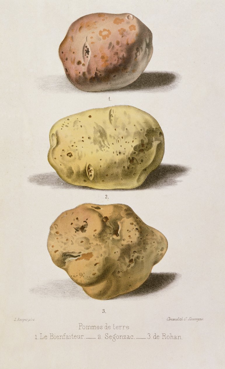 Placa botânica com três variedades diferentes de batata, gravada por G. Severeyns (cromolitho) de L. Rouyer