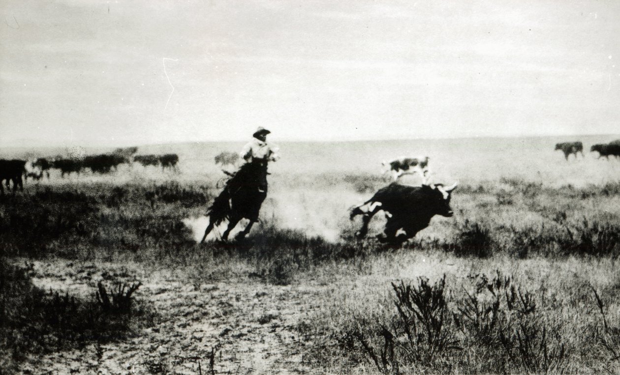 Cowboy a cavalo lassooing um bezerro (foto de bw) de L.A. Huffman
