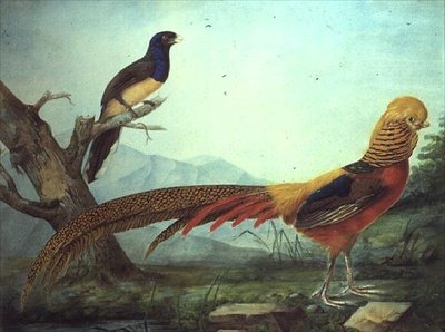 Um Faisão Dourado e um Trogão (aguarela e guache) de L.F.A. Panhuts