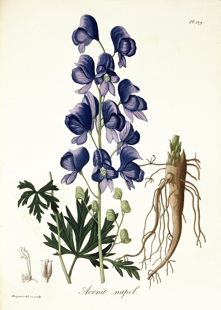 Aconitum Napellus, de &39;Phytographie Medicale&39;, de Joseph Roques (1772-1850), publicado em 1821 de L.F.J. Hoquart
