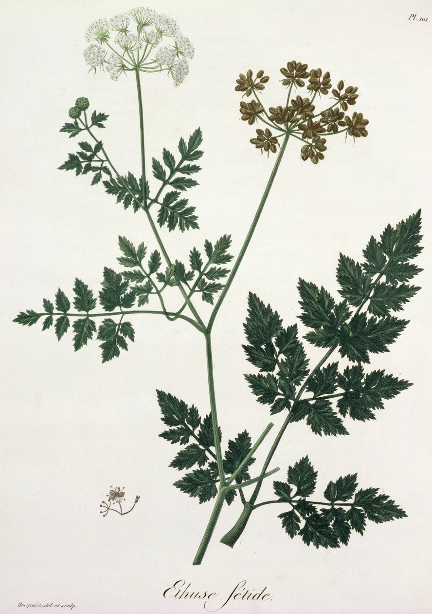 Aethusa Cynapium de &39;Phytographie Medicale&39; por Joseph Roques (1772-1850), publicado em 1821 de L.F.J. Hoquart