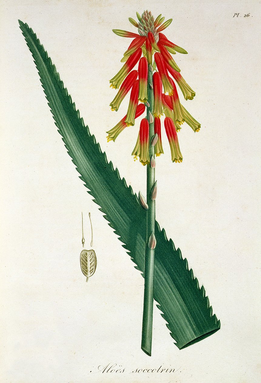 Aloe de &39;Phytographie Medicale&39; por Joseph Roques (1772-1850), publicado em 1821 de L.F.J. Hoquart