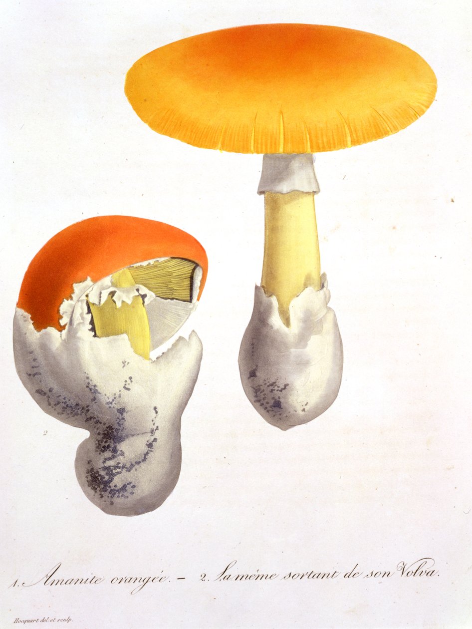 Amanita Caesaria de &39;Phytographie Medicale&39; por Joseph Roques (1772-1850), publicado em 1821 de L.F.J. Hoquart