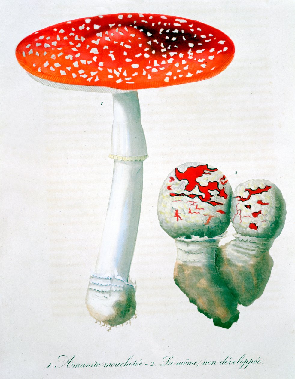 Amanita Muscaria Fly Agaric, 1821 de LFJ Hoquart