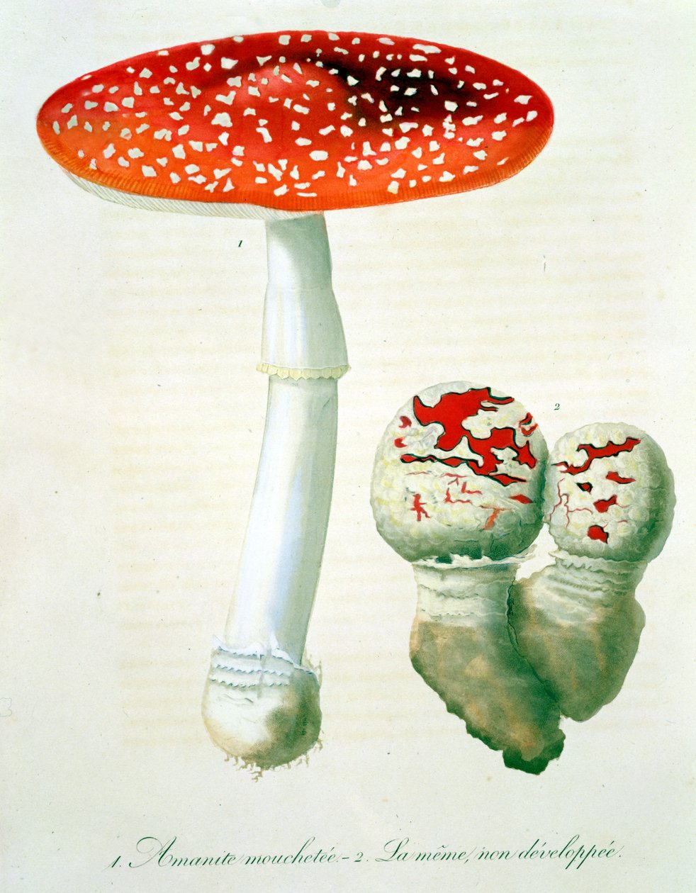 Amanita Muscaria de &39;Phytographie Medicale&39; por Joseph Roques (1772-1850), publicado em 1821 de L.F.J. Hoquart