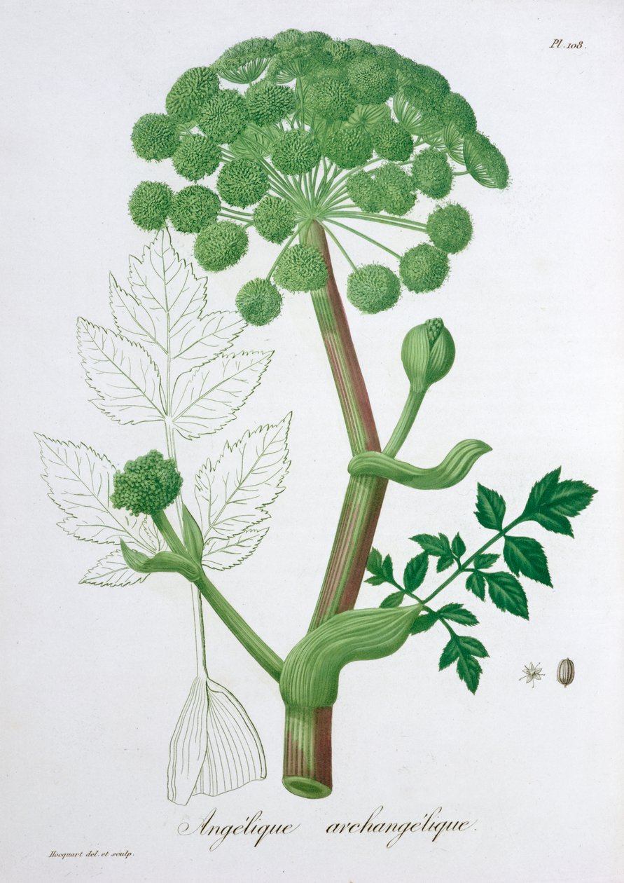 Angelica Archangelica Garden Angelica, 1821 de LFJ Hoquart