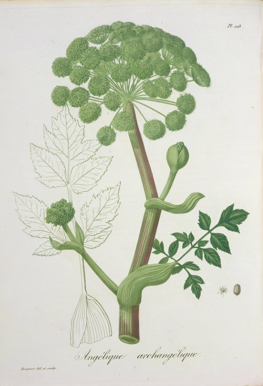 Angelica Archangelica de &39;Phytographie Medicale&39; por Joseph Roques (1772-1850), publicado em 1821 de L.F.J. Hoquart