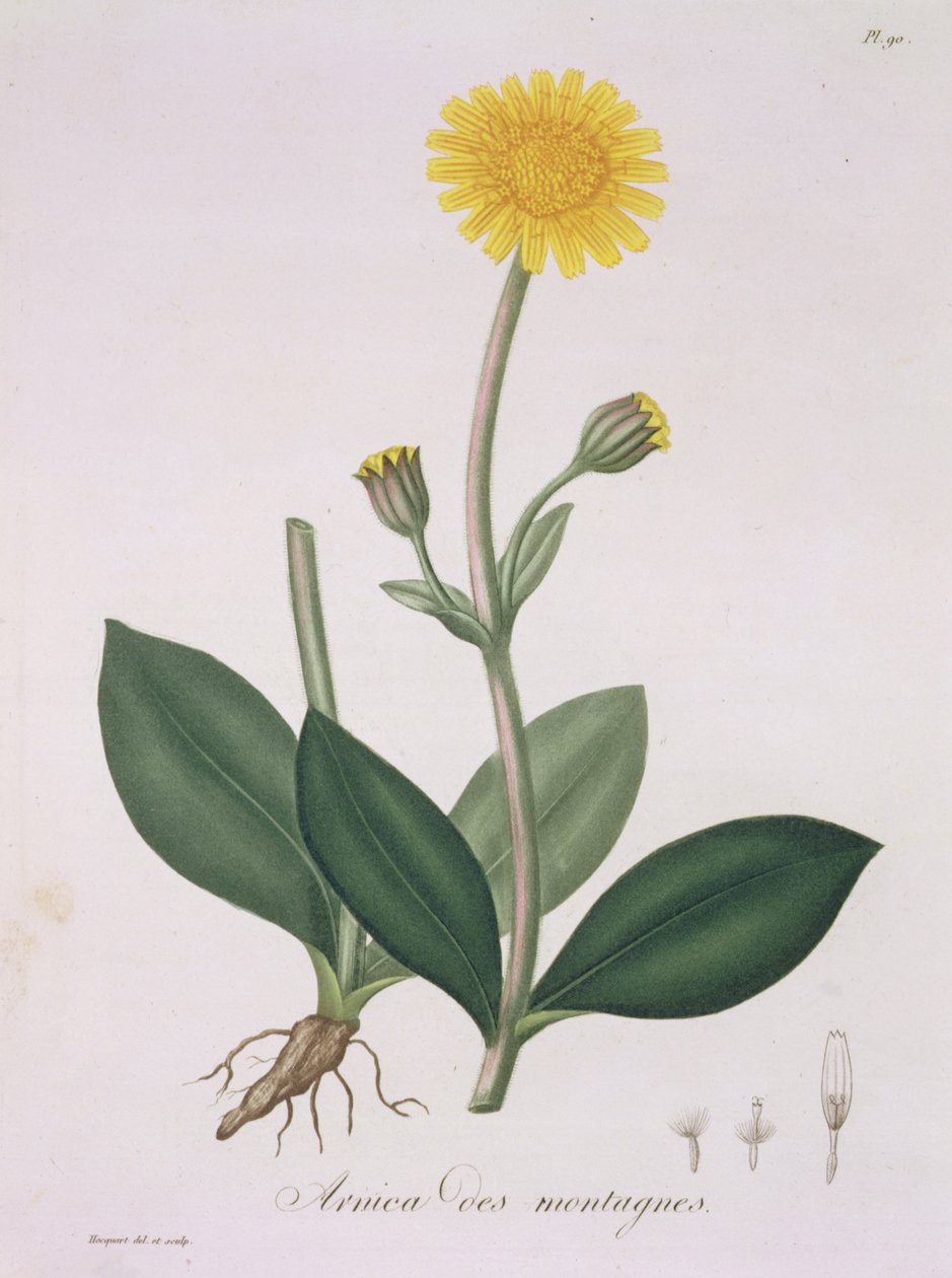 Arnica Montana, de "Phytographie Medicale", de Joseph Roques (1772-1850), publicado em 1821 de L.F.J. Hoquart