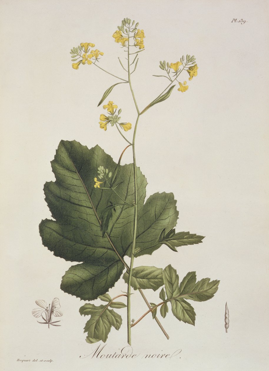 Brassica nigra, de "Phytographie Medicale", de Joseph Roques (1772-1850), publicado em 1821 de L.F.J. Hoquart