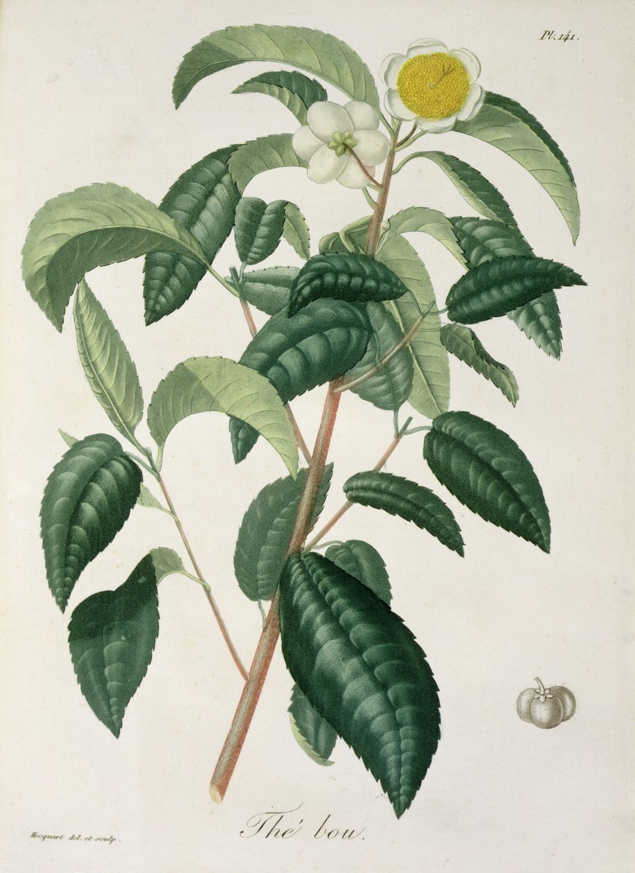 Camellia Thea, de "Phytographie Medicale", de Joseph Roques (1772-1850), publicado em 1821 de L.F.J. Hoquart