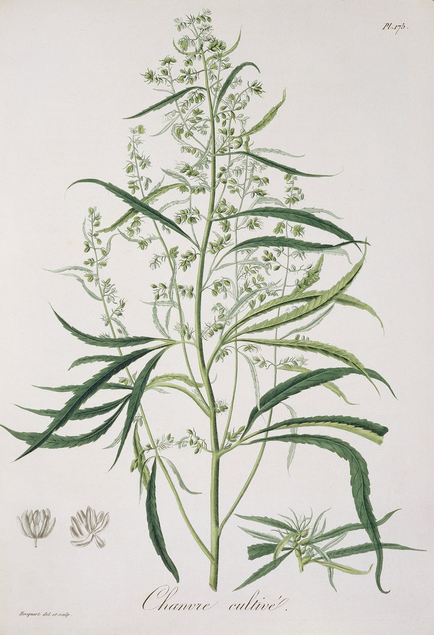 Cannabis Sativa de &39;Phytographie Medicale&39; por Joseph Roques (1772-1850), publicado em 1821 de L.F.J. Hoquart