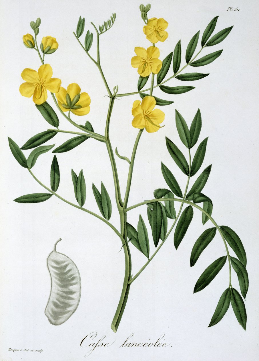 Cassia de &39;Phytographie Medicale&39; por Joseph Roques (1772-1850), publicado em 1821 de L.F.J. Hoquart