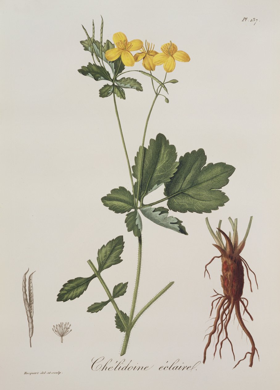 Celidonium Majus de Phytographie Medicale por Joseph Roques (1772-1850), publicado em 1821 de L.F.J. Hoquart
