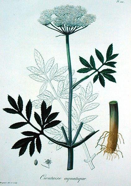 Cicuta Virosa de 
