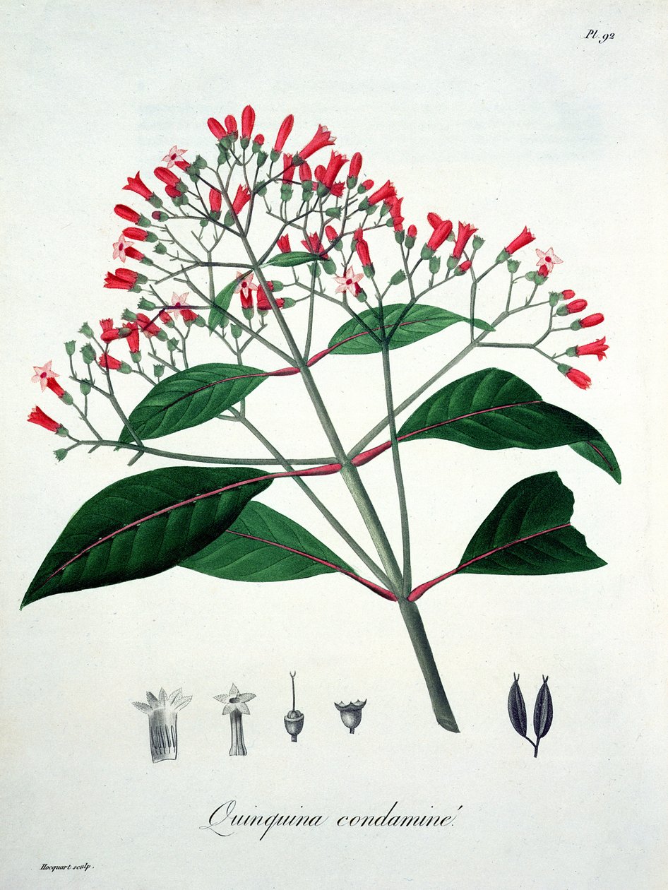 Cinchona de &39;Phytographie Medicale&39; de Joseph Roques (1772-1850), publicada em 1821 de L.F.J. Hoquart