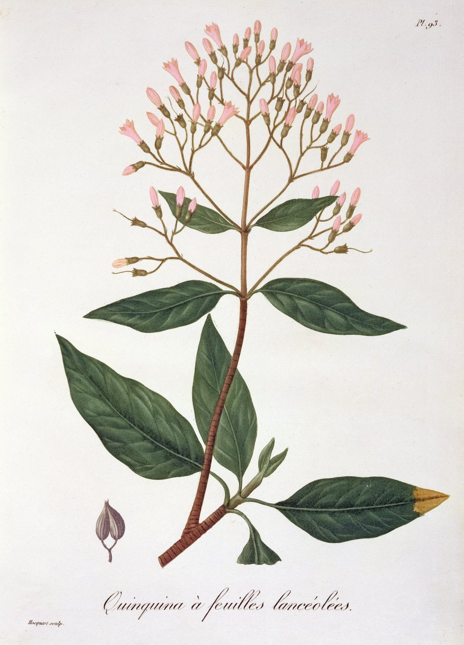 Cinchona de &39;Phytographie Medicale&39; de Joseph Roques (1772-1850), publicada em 1821 de L.F.J. Hoquart