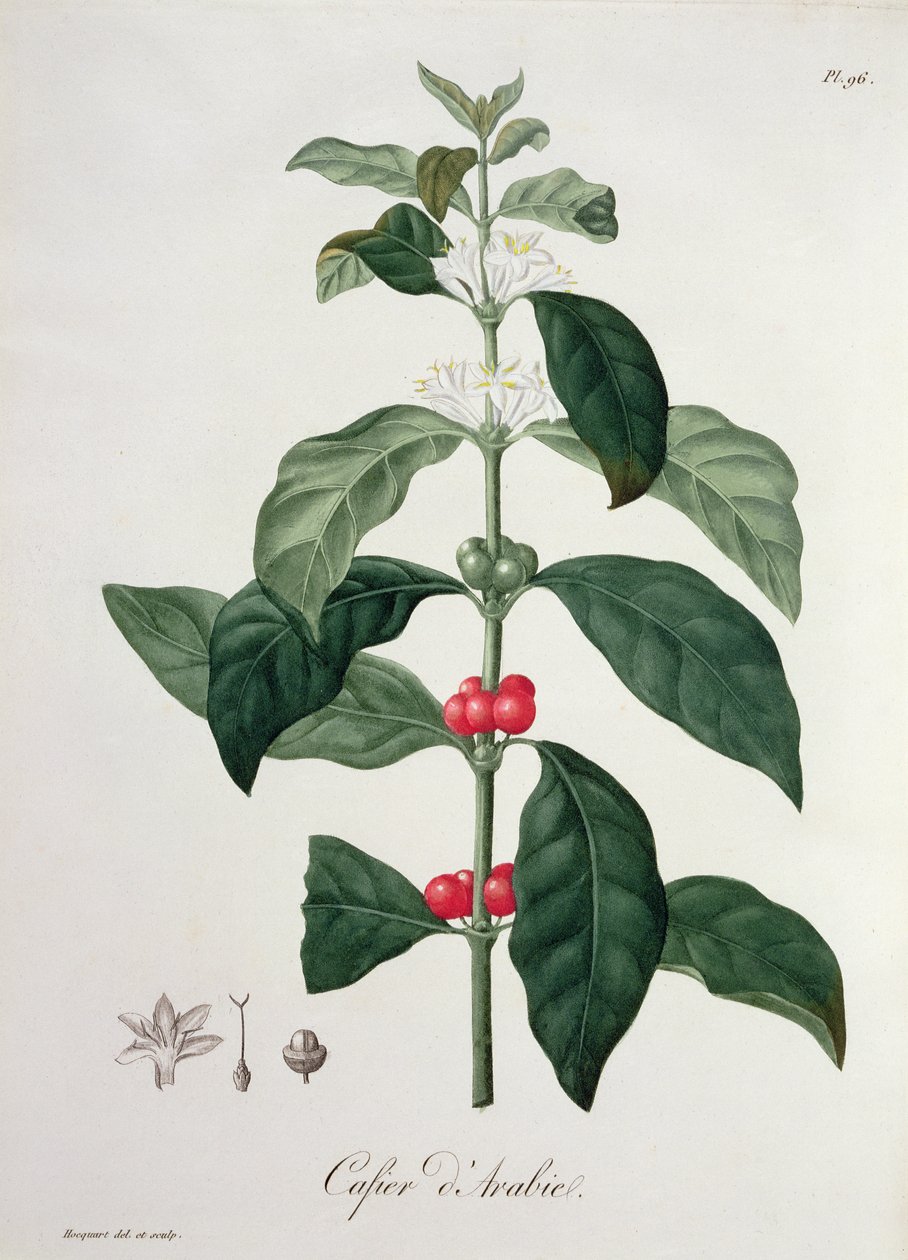 Coffea Arabica de &39;Phytographie Medicale&39; por Joseph Roques (1772-1850), publicado em 1821 de L.F.J. Hoquart
