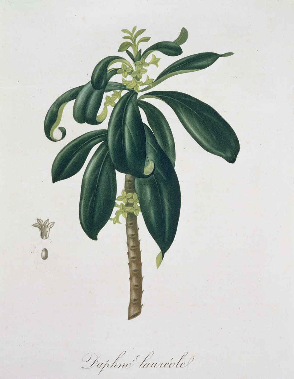 Daphne Laureda, de "Phytographie Medicale", de Joseph Roques (1772-1850), publicado em 1821 de L.F.J. Hoquart