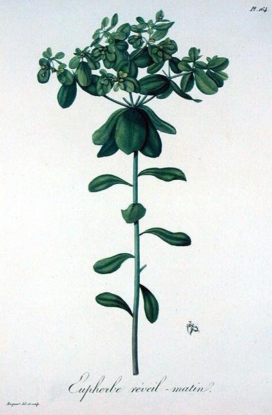 Euphorbia Helioscopia de 