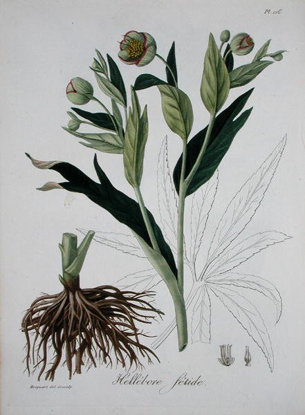 Helleborus Foetidus de 