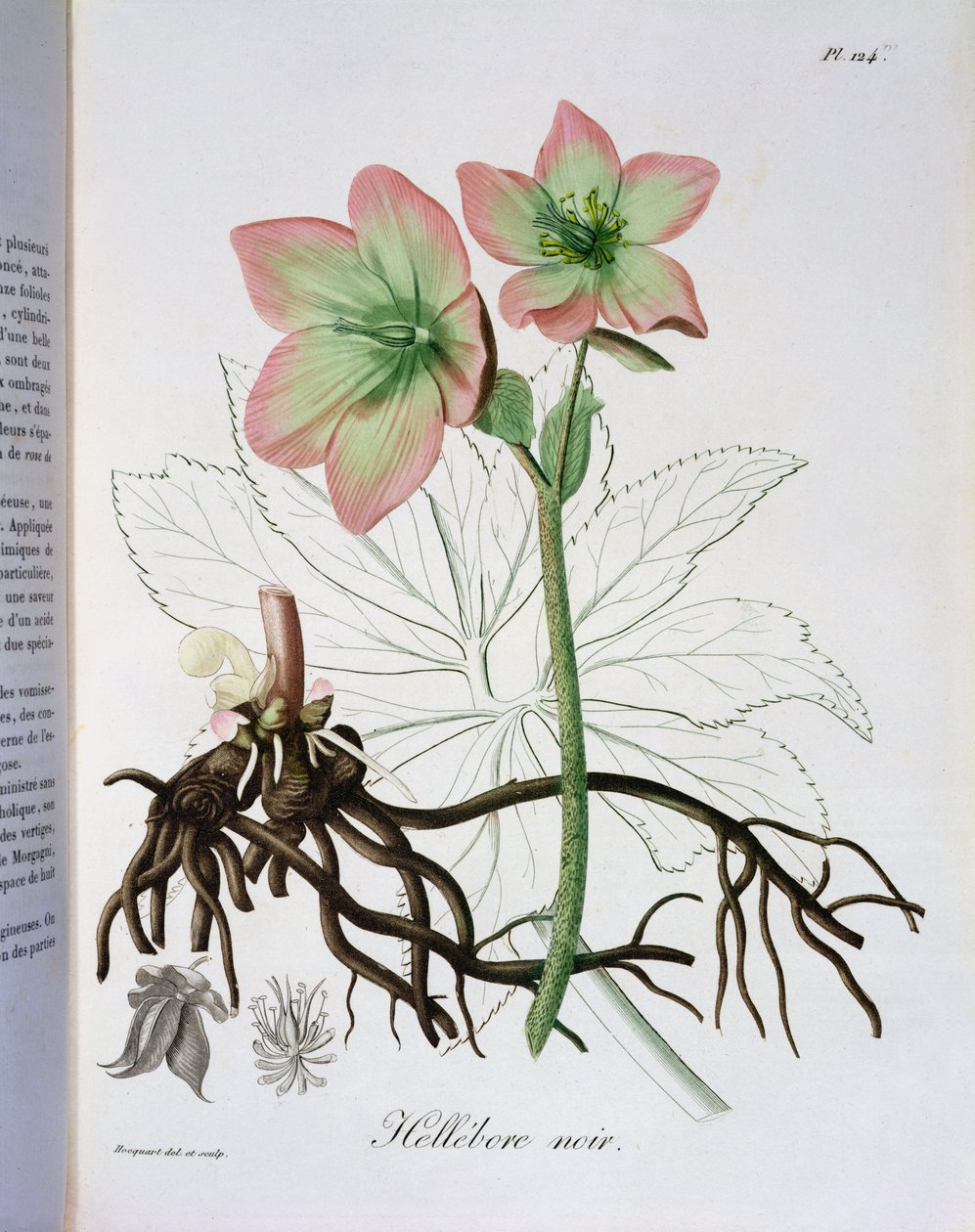 Helleborus Niger de &39;Phytographie Medicale&39; por Joseph Roques (1772-1850), publicado em 1821 de L.F.J. Hoquart