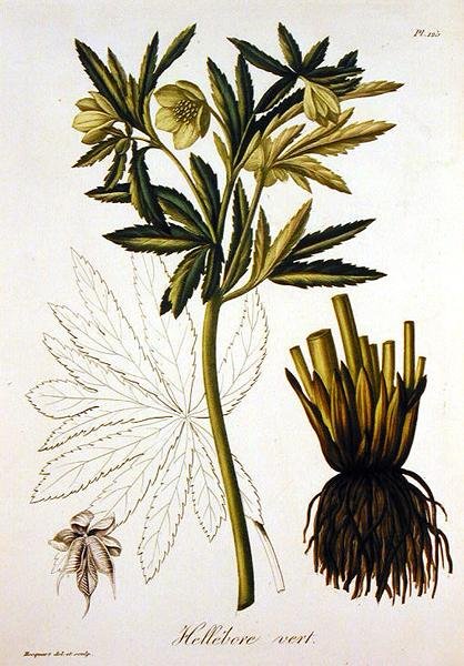 Helleborus Viridis de 