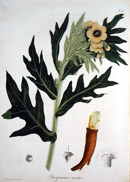 Henbane de 
