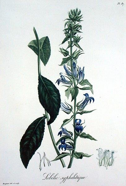 Lobelia Siphilitica de 