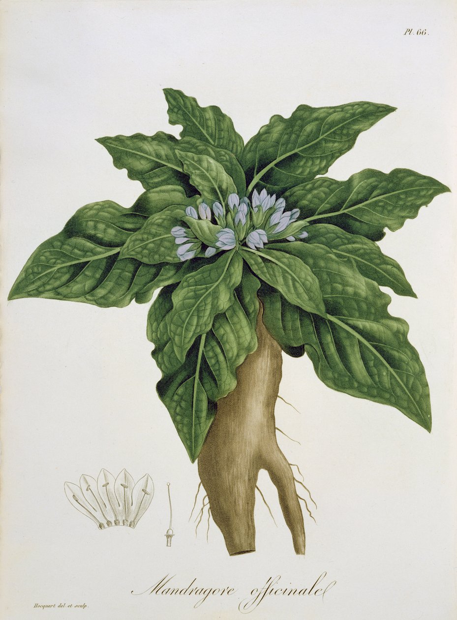 Mandragora Officinarum, de &39;Phytographie Medicale&39;, de Joseph Roques (1772-1850), publicado em 1821 de L.F.J. Hoquart