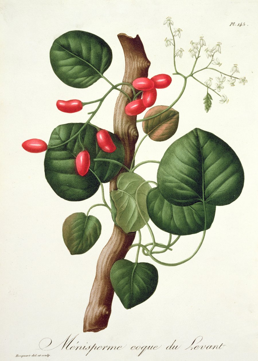 Menispermum de &39;Phytographie Medicale&39; por Joseph Roques (1772-1850), publicado em 1821 de L.F.J. Hoquart