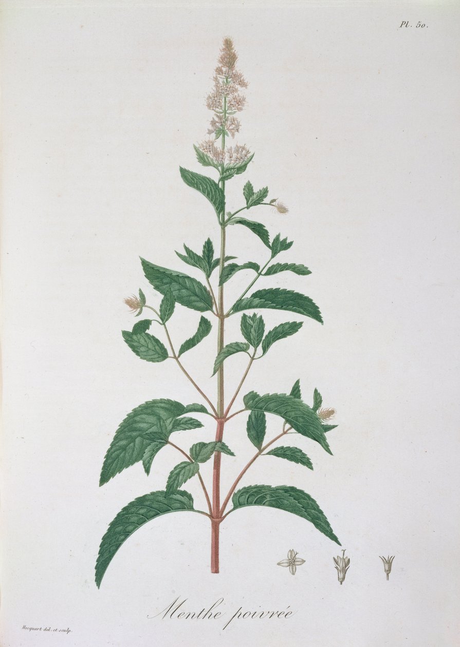 Mentha Piperita de &39;Phytographie Medicale&39; por Joseph Roques (1772-1850), publicado em 1821 de L.F.J. Hoquart