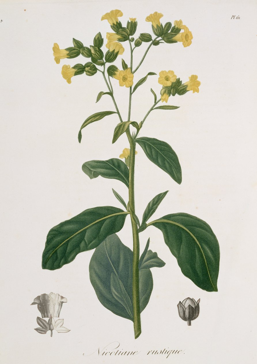 Nicotiana de &39;Phytographie Medicale&39; por Joseph Roques (1772-1850), publicado em 1821 de L.F.J. Hoquart