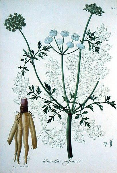 Oeanthe Crocata de 