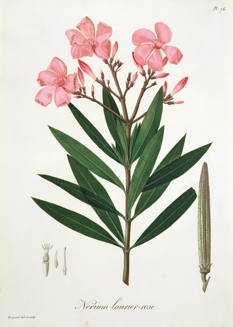 Oleandro de &39;Phytographie Medicale&39; por Joseph Roques (1772-1850), publicado em 1821 de L.F.J. Hoquart