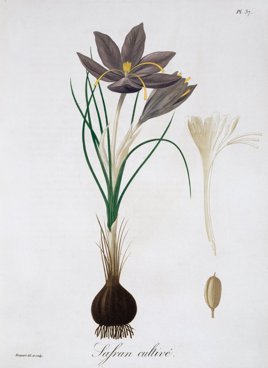 Saffron Crocus, 1821.   de LFJ Hoquart