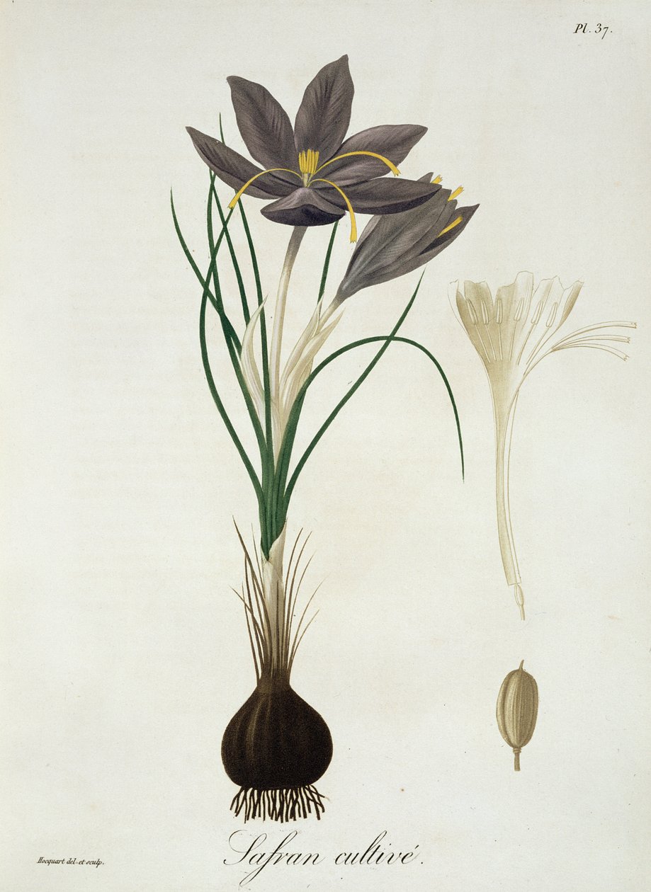 Açafrão Crocus de &39;Phytographie Medicale&39; por Joseph Roques (1772-1850), publicado em 1821 de L.F.J. Hoquart