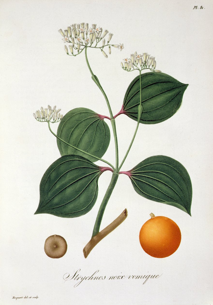 Strychnos nux vomica, de "Phytographie Medicale", de Joseph Roques (1772-1850), publicado em 1821 de L.F.J. Hoquart